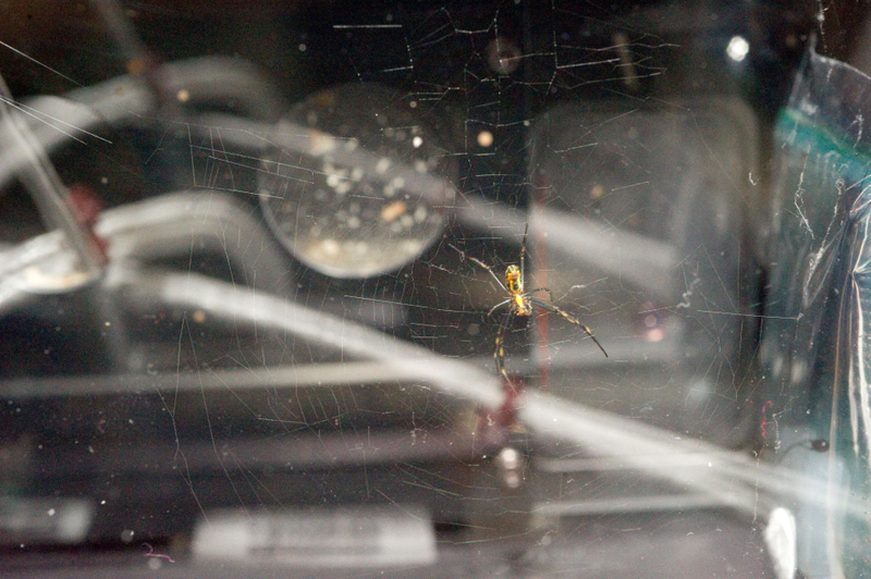 Illustration for article titled What Happens When You Send a Spider to Space?
